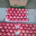 Shandong Fresh Red Fuji Apple2017 nova temporada